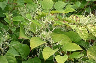 Asiatic knotweed